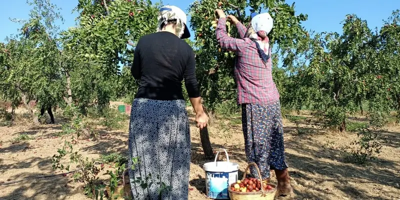 Hünnap, Seferihisarlı üreticinin yüzünü güldürecek