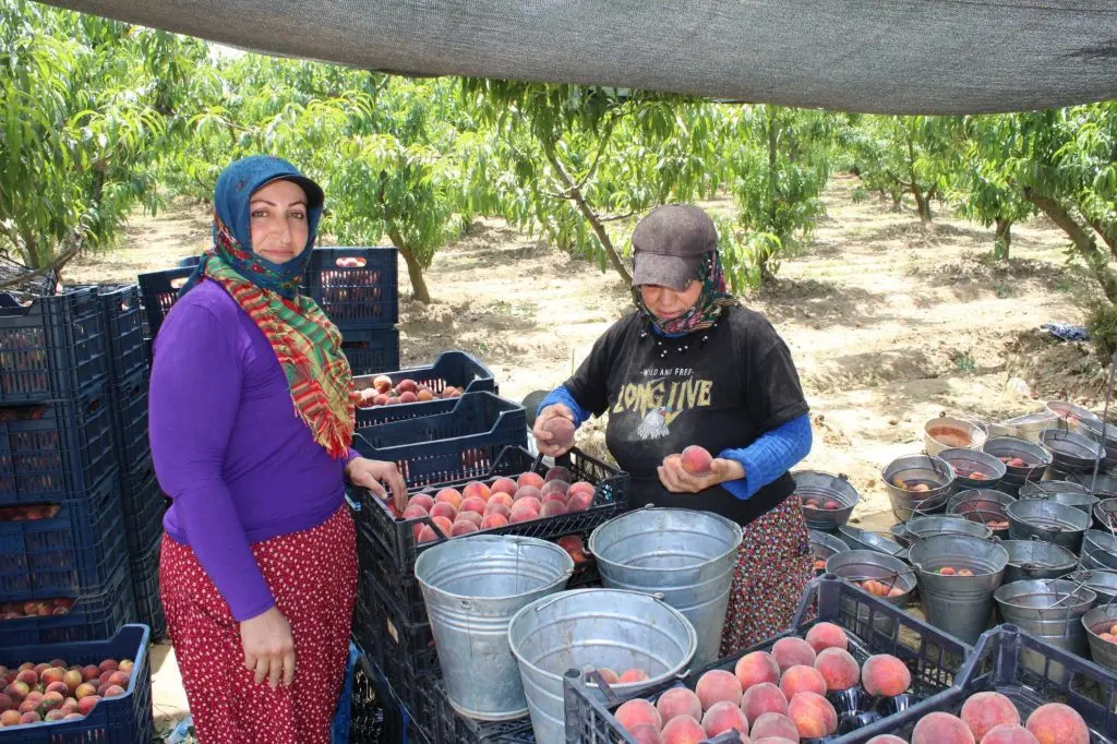 İzmir’den dünyaya şeftali hasadı