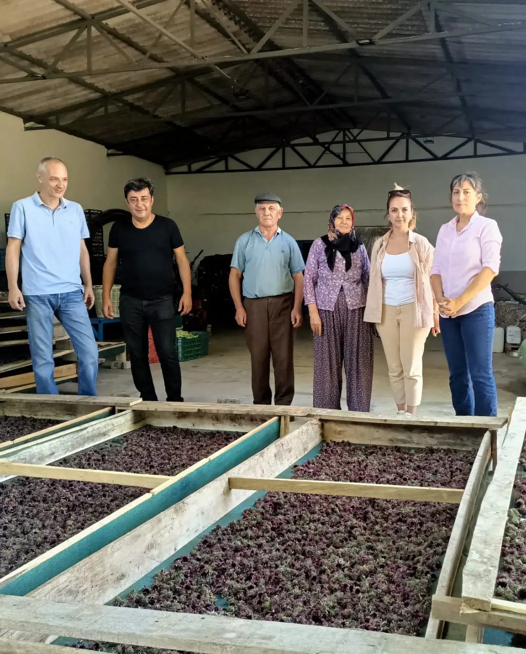 Seferihisar Düzce’de ekinezya hasat zamanı