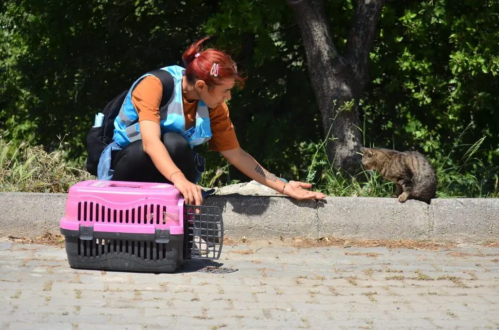 Seferihisar sokak hayvanlarına sahip çıkıyor