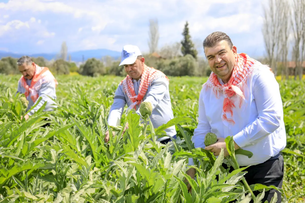 Seferihisar’da enginar zamanı