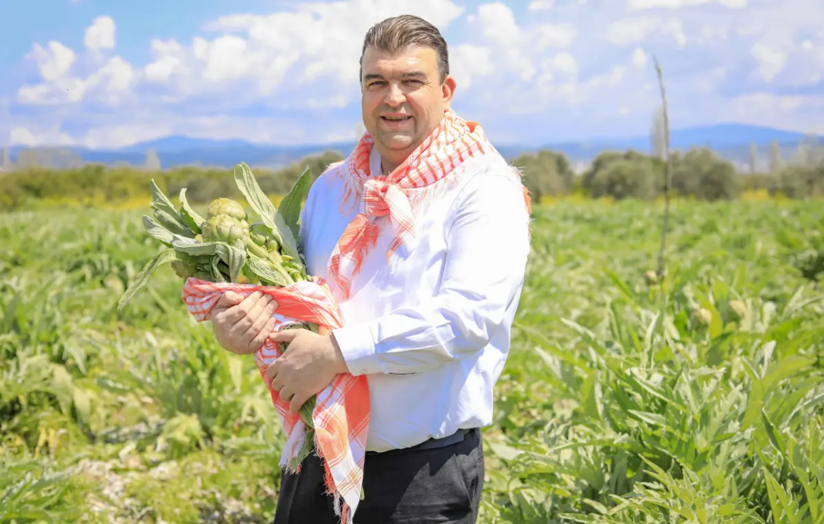 Seferihisar’da enginar zamanı