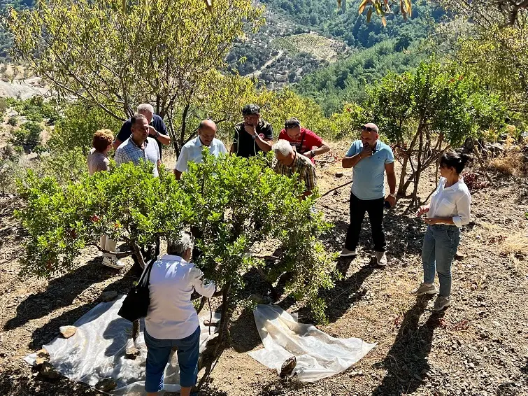 Seferihisar’da sakız üretimine dikkat çekildi