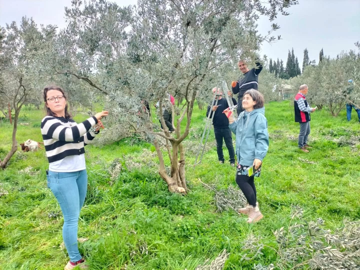 Seferihisar’da Zeytin Yetiştiriciliği Kursu: Budama eğitimi sahada gerçekleşti