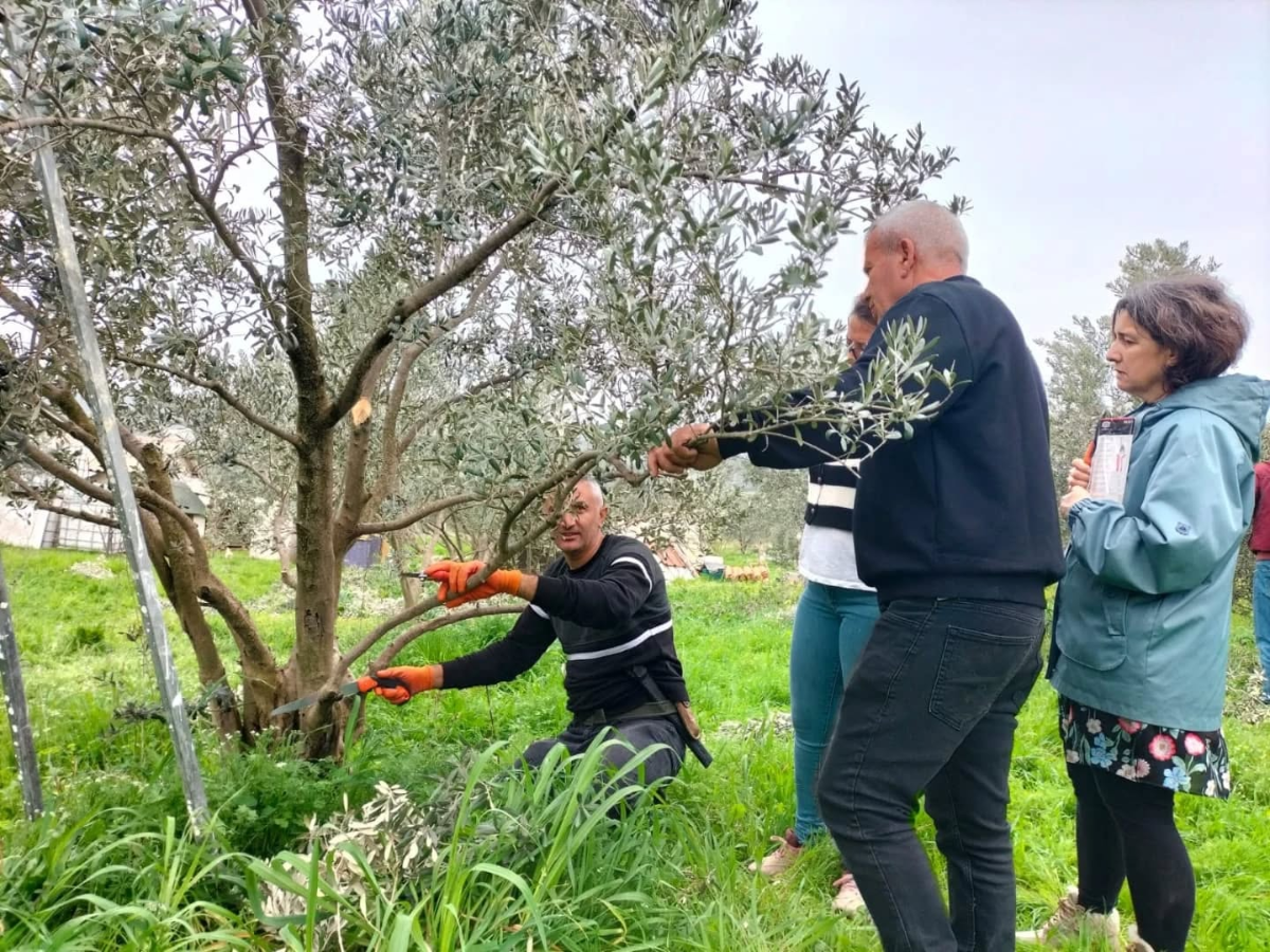 Seferihisar’da Zeytin Yetiştiriciliği Kursu: Budama eğitimi sahada gerçekleşti