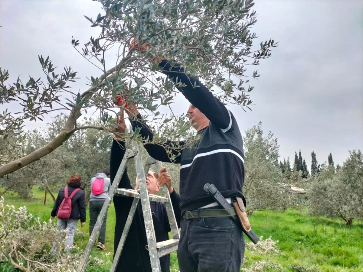 Seferihisar’da Zeytin Yetiştiriciliği Kursu: Budama eğitimi sahada gerçekleşti