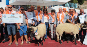 Çeşme’de ‘Sakız Koyunları koruma’ festivali