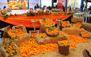 Seferihisar mandalina şenliğine hazır