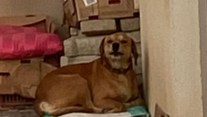 Seferihisar’da köpek saldırısı: 1 kişi yaralandı