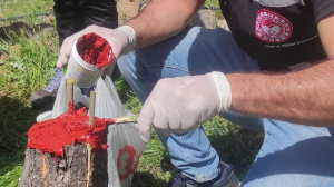 Seferihisar’da zeytin budama kursu devam ediyor