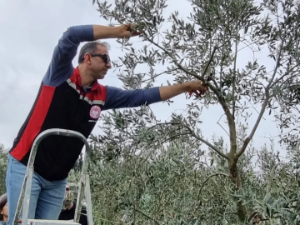 Seferihisar’da Zeytin Yetiştiriciliği Kursu: Budama eğitimi sahada gerçekleşti