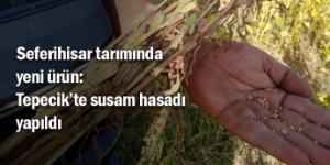 Tepecikli çiftçi susam hasadı yaptı
