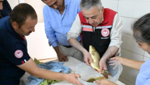 Ürkmez sazanı Ege’nin iç sularına hayat verecek