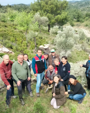 Zeytin üreticilerine gençleştirme budaması eğitimi